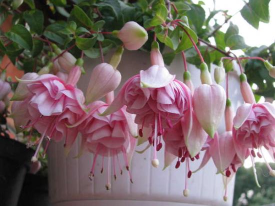 Fuksia