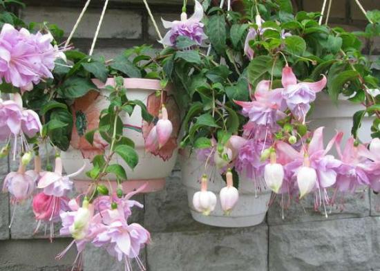 Fuksia