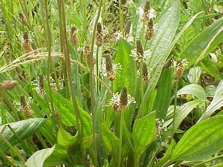 Plantain