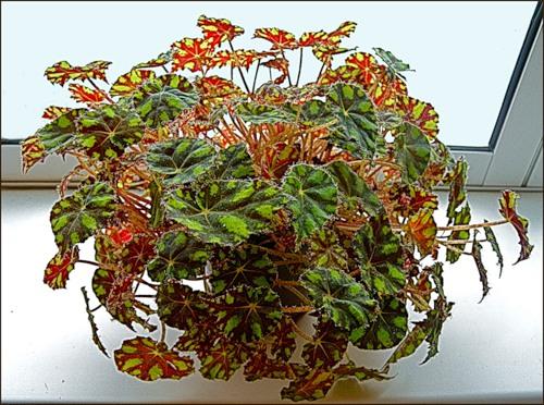 Begoonia