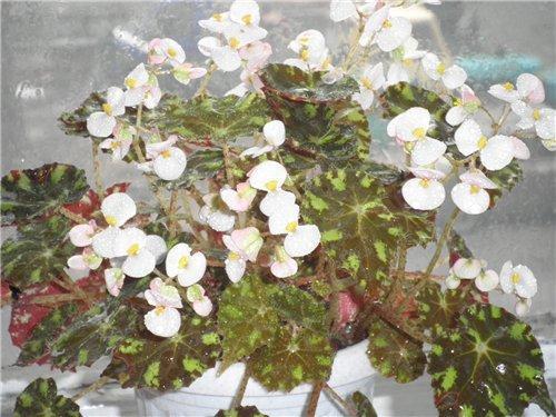 Begoonia