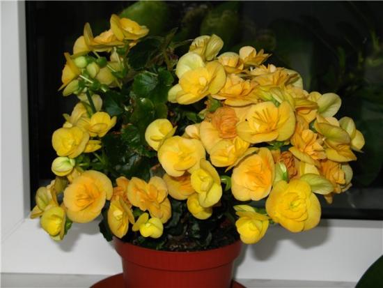 Begoonia