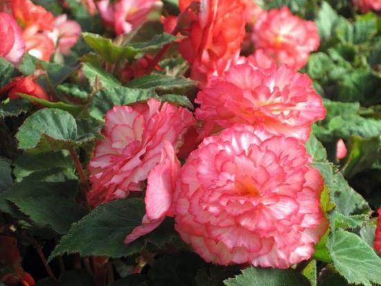 Begoonia