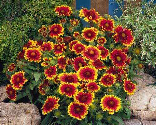 Gaillardia
