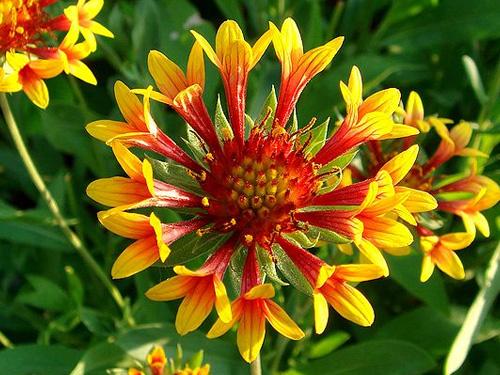 Gaillardia