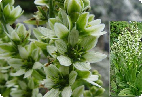 Hellebore