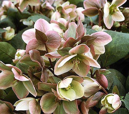 Helleborus