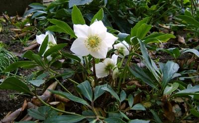 Helleborus