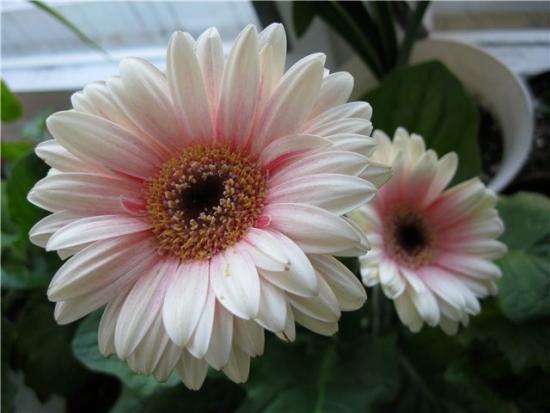 Gerbera