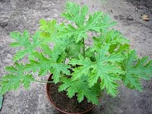 Pelargonium
