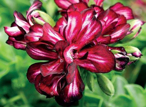 Pelargonium vonné