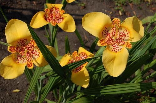 Tigridia
