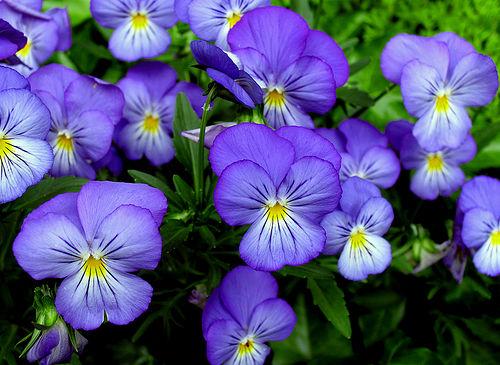 violetne