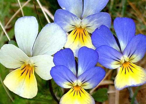 violetne