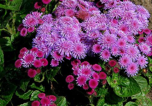 Ageratum