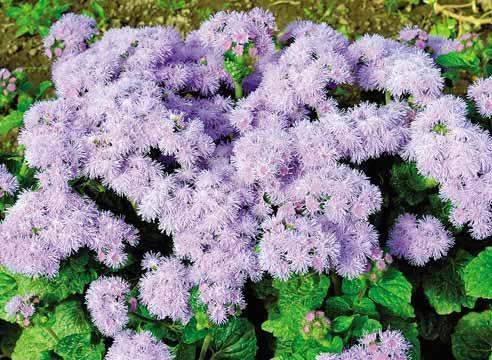 Ageratum