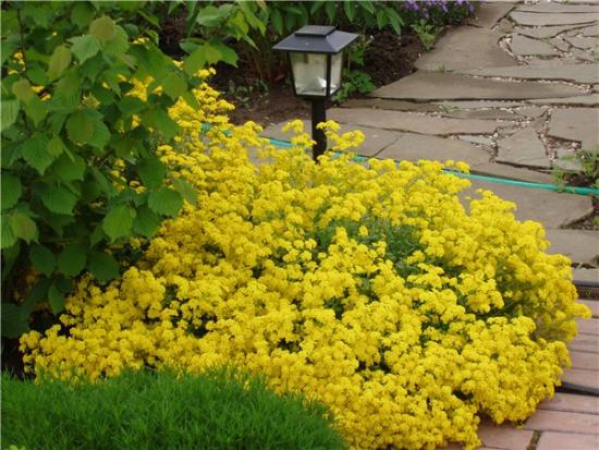 Alyssum