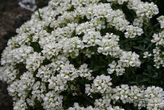 Alyssum