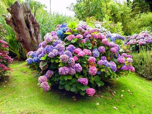Hortensia