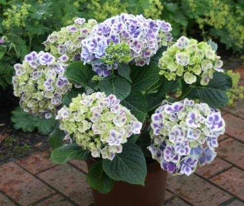 Hortensia