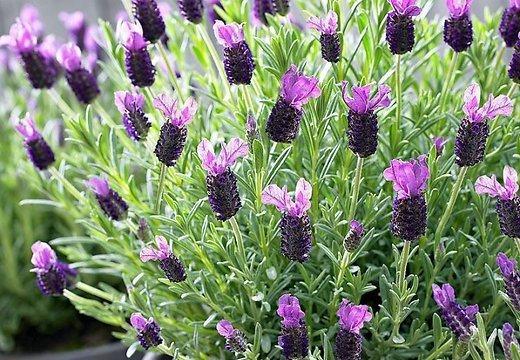 Lavendel