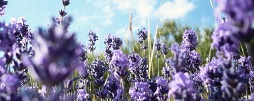 Lavendel
