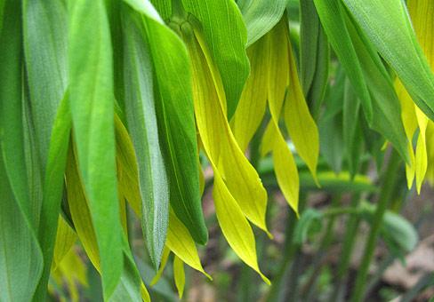 Uvularia