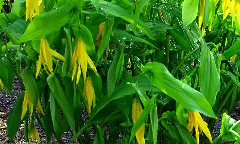 Uvularia