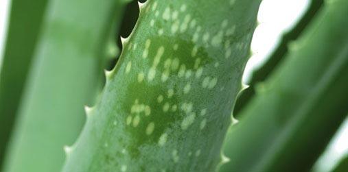 Aaloe