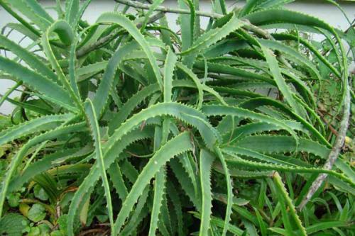 Aaloe