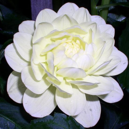 Dahlia