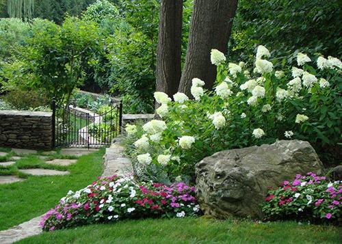 Hortensia