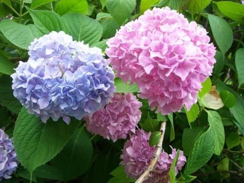 Hortensia