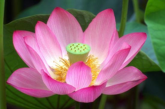 Lotus