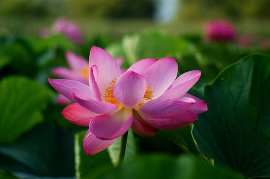 Lotus