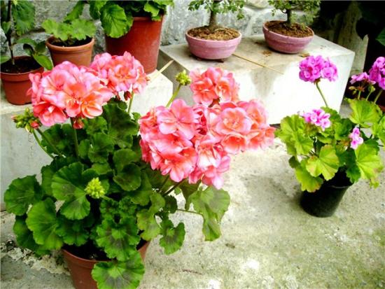 Geranium