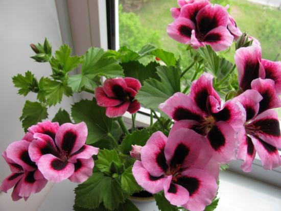Geranium