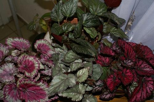Begoonia