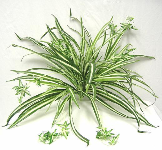 Chlorophytum