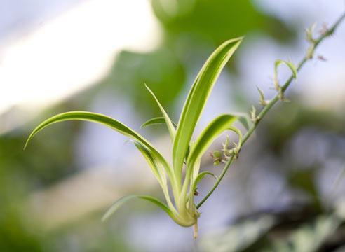 Chlorophytum