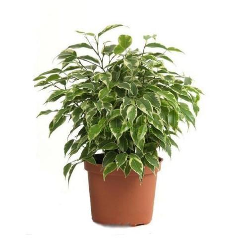 Ficus