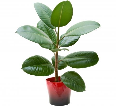 Ficus