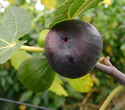 joonised fig