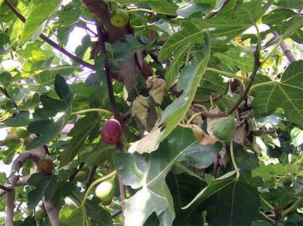 joonised fig