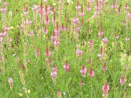 Sainfoin
