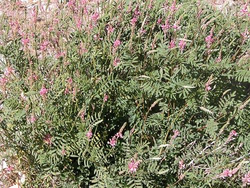 Sainfoin
