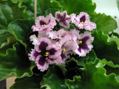 violetne