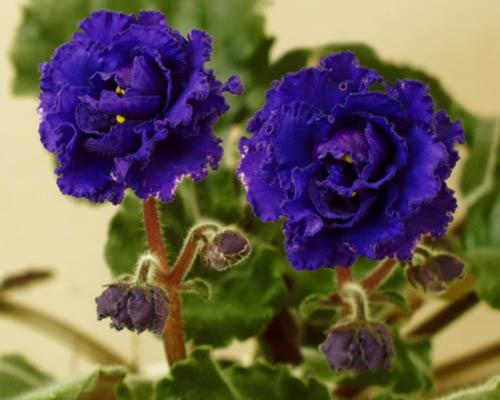 violetne
