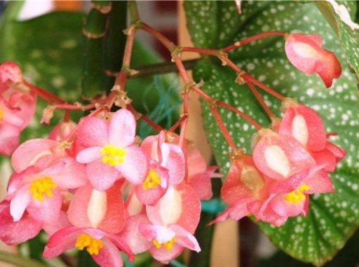 Begoonia korall