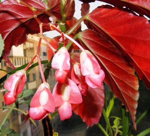 Begoonia korall